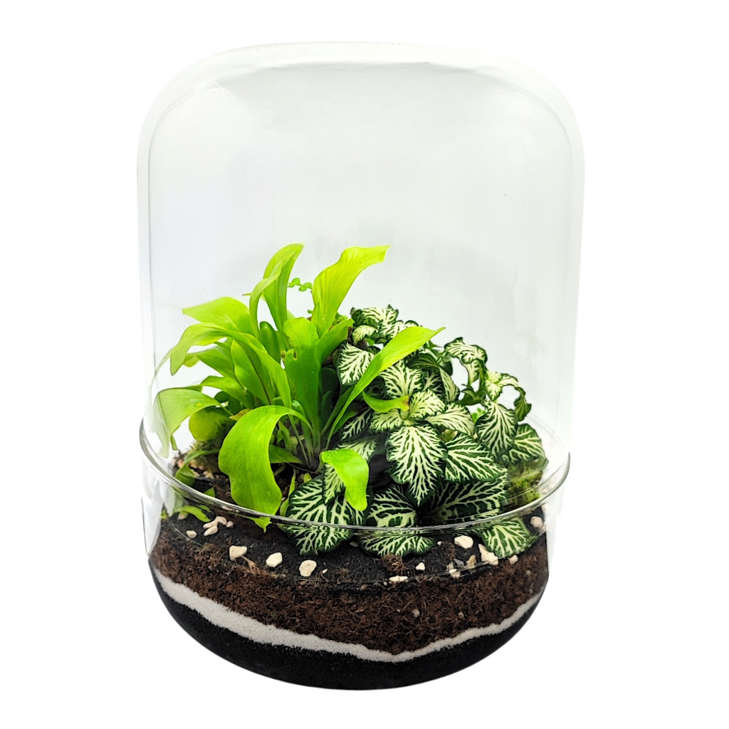 Terrarium con piante verdi