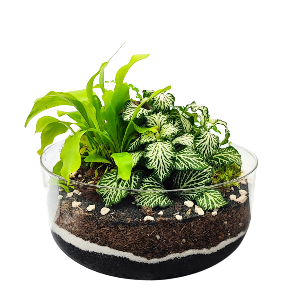 Terrarium con piante verdi