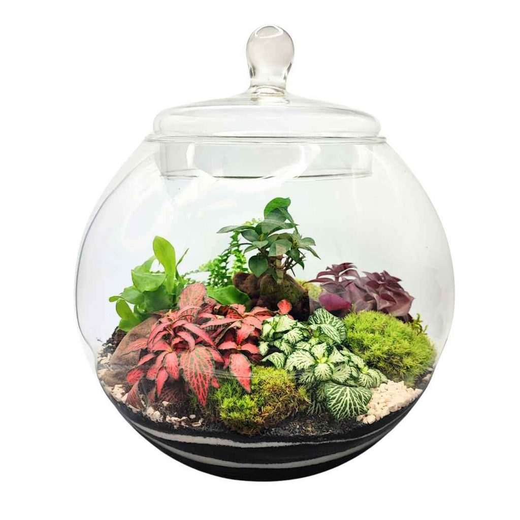 Terrarium Ines con piante verdi