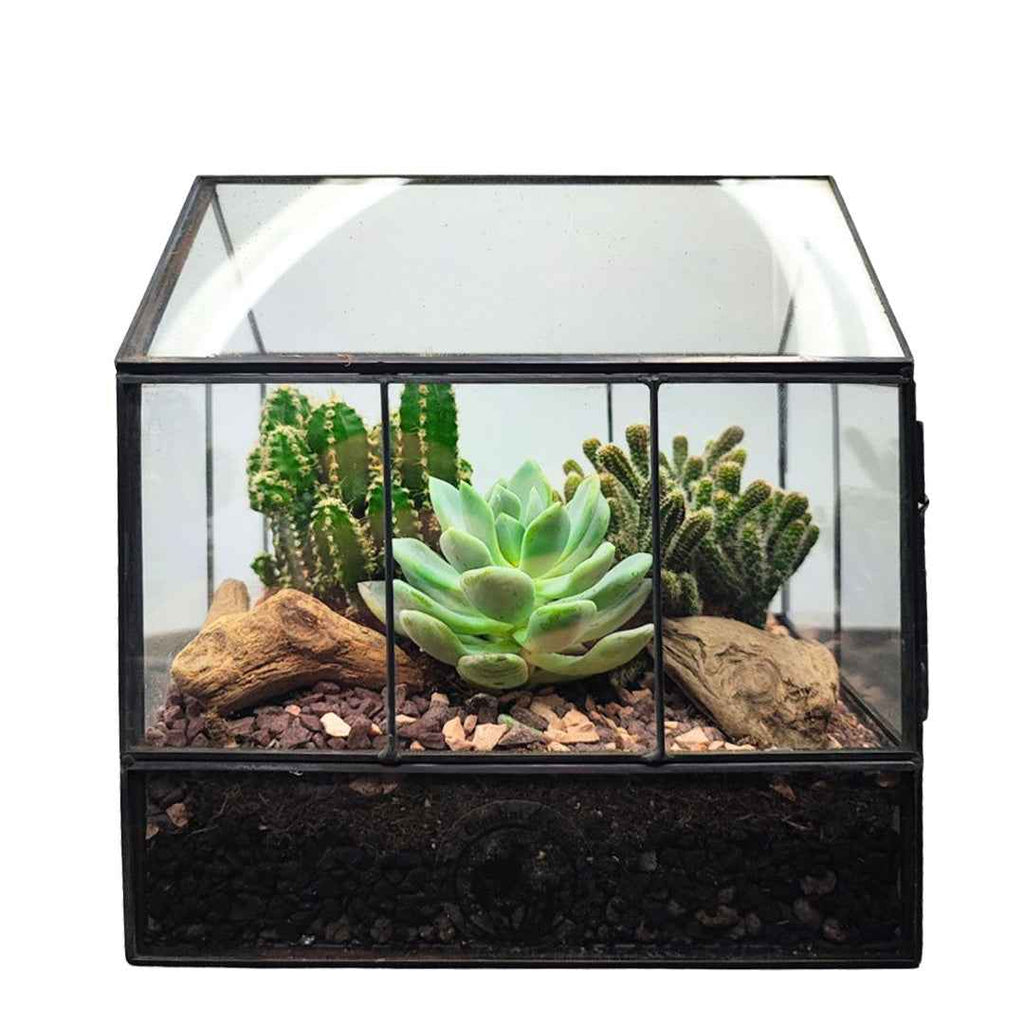 Terrarium Mini Serra con Piante Grasse 062G - Nootje store