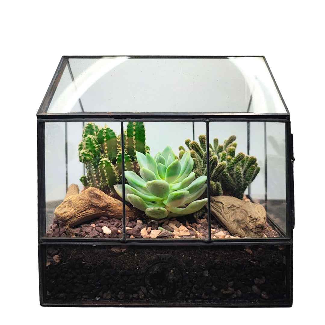 Terrarium Mini Serra con Piante Grasse 062G - Nootje store