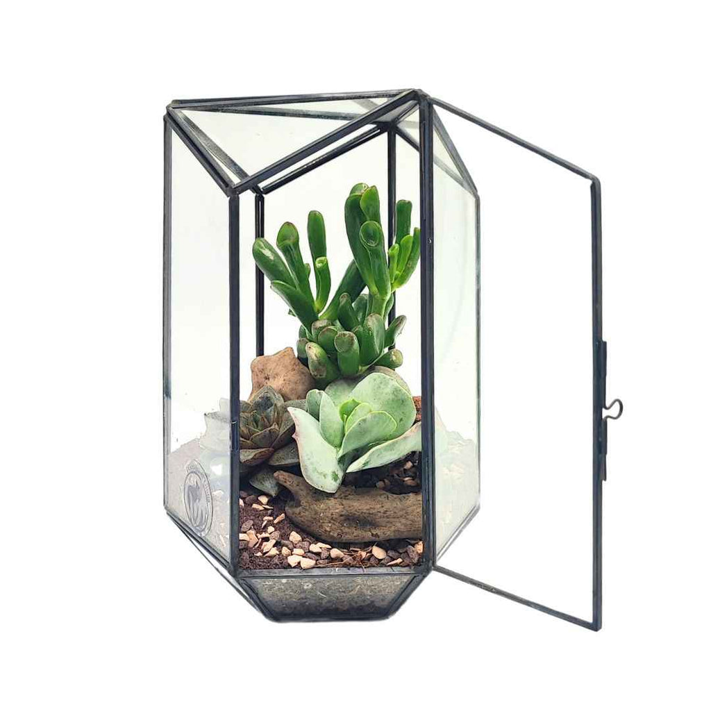 Terrarium geometico Iris con piante grasse