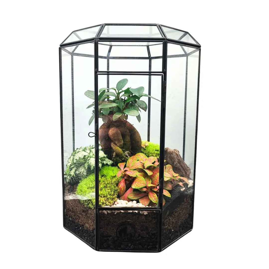 Terrarium Infinito 069V - Nootje store