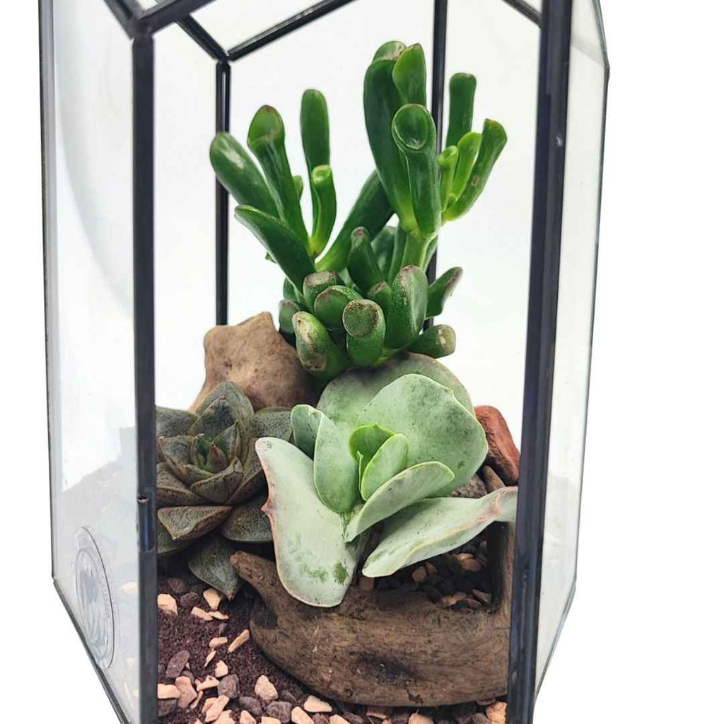 Terrarium geometico Iris con piante grasse