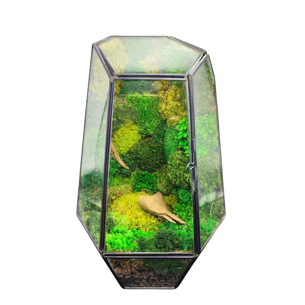 Terrarium Prisma green Stabilizzato - Nootje store