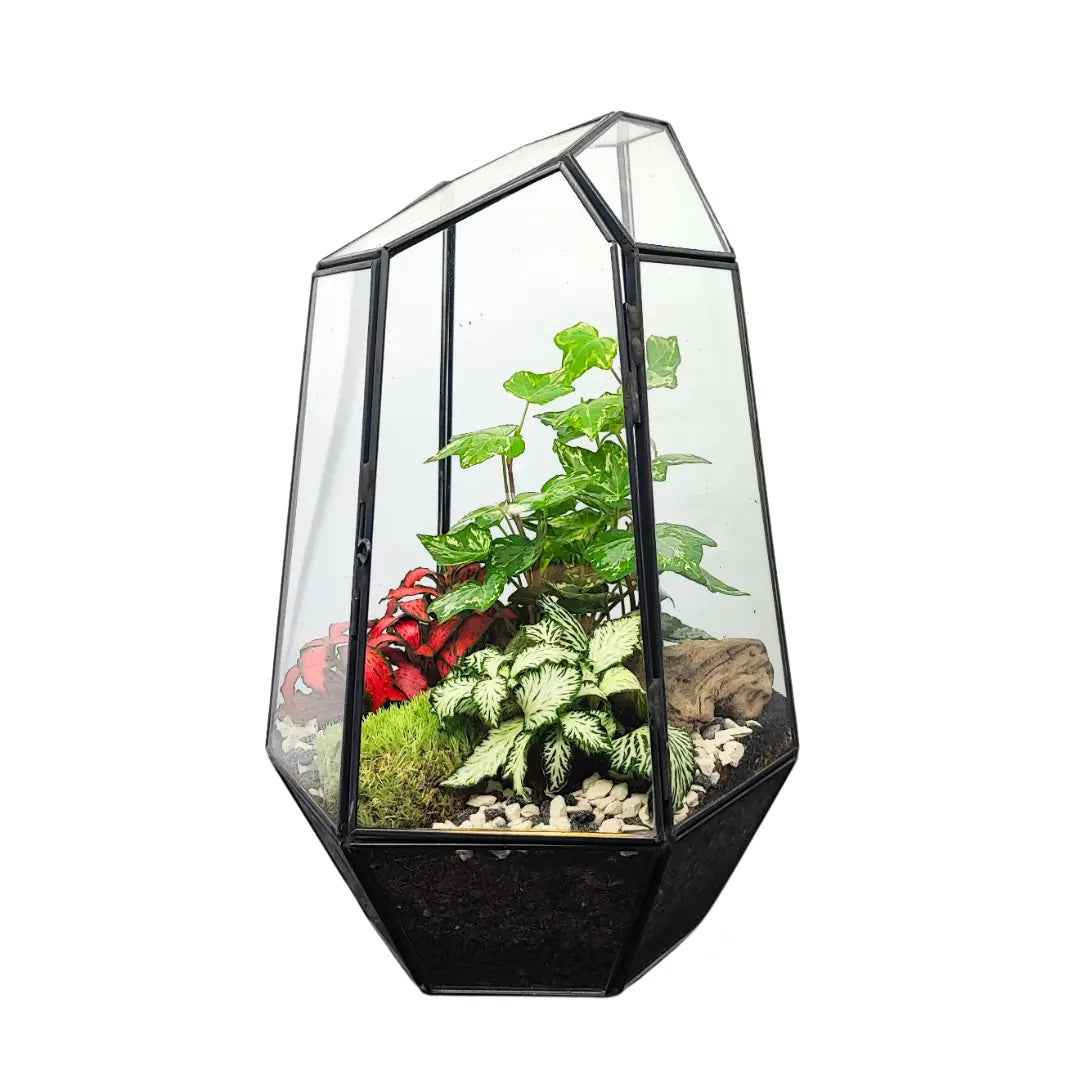 Terrarium Florine 067V - Nootje store
