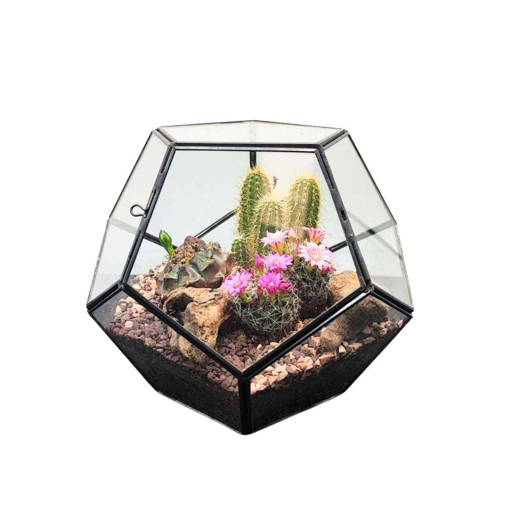 Terrarium Geometrico con Piante Grasse - Nootje store