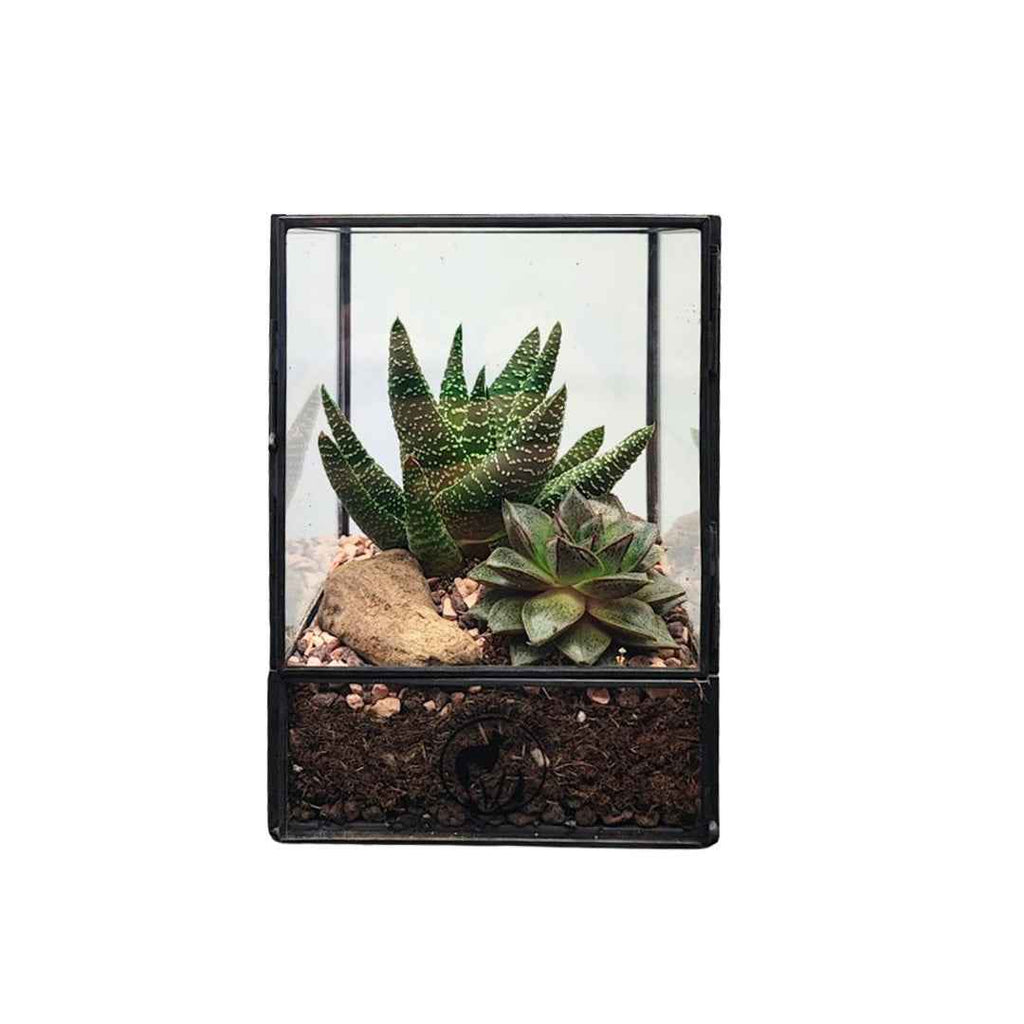 Terrarium geometrico Nora con piante grasse