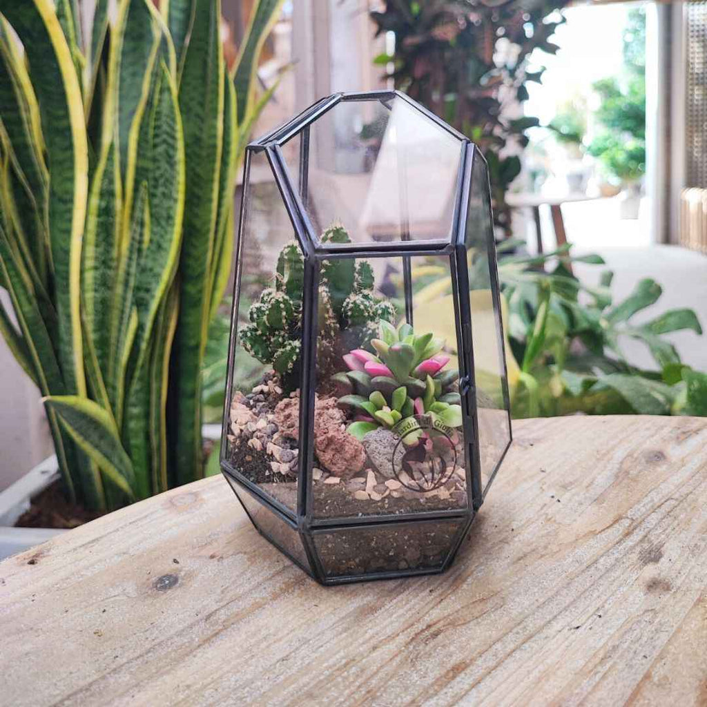 Terrarium geometrico Emma con piante grasse