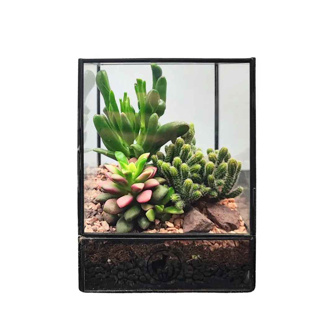 Terrarium Rettangolare con Piante Grasse - Nootje store