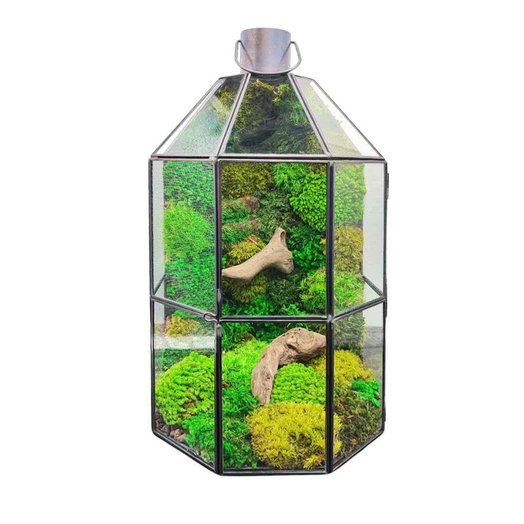 Terrarium Lanterna Verde geometrico con muschio stabilizzato