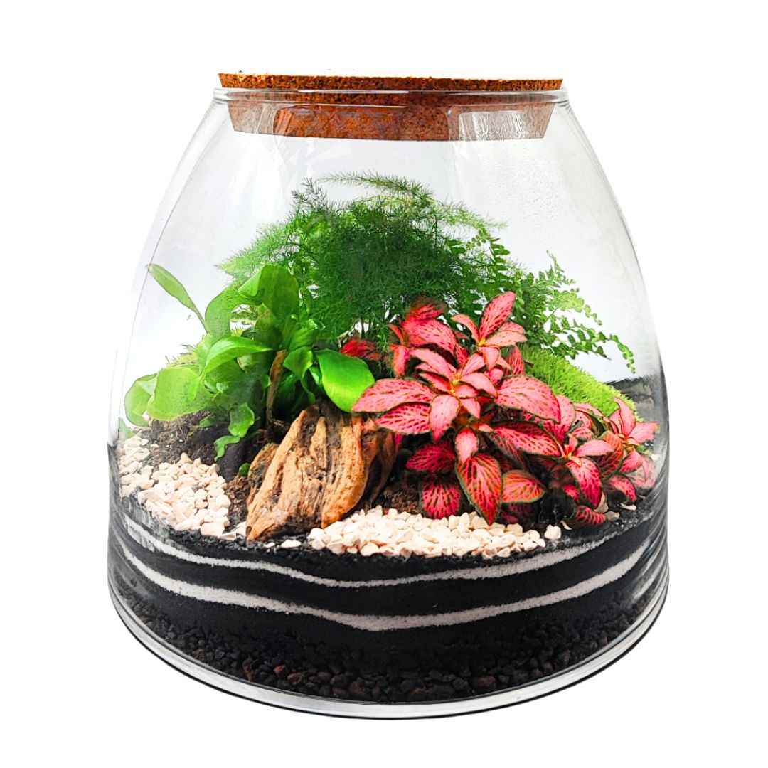 Terrarium "Tropical Haven" - Nootje store