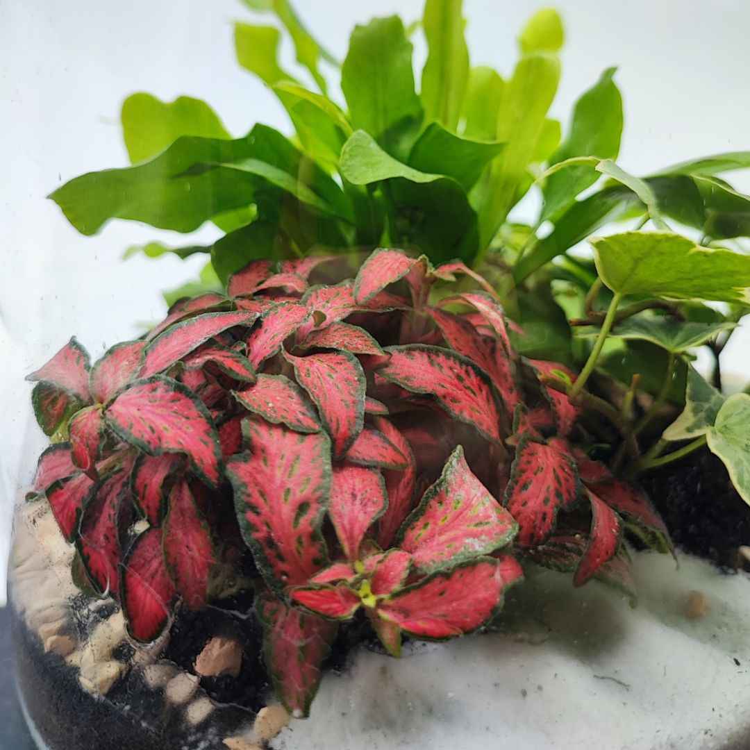 Terrarium Zefira con piante verdi
