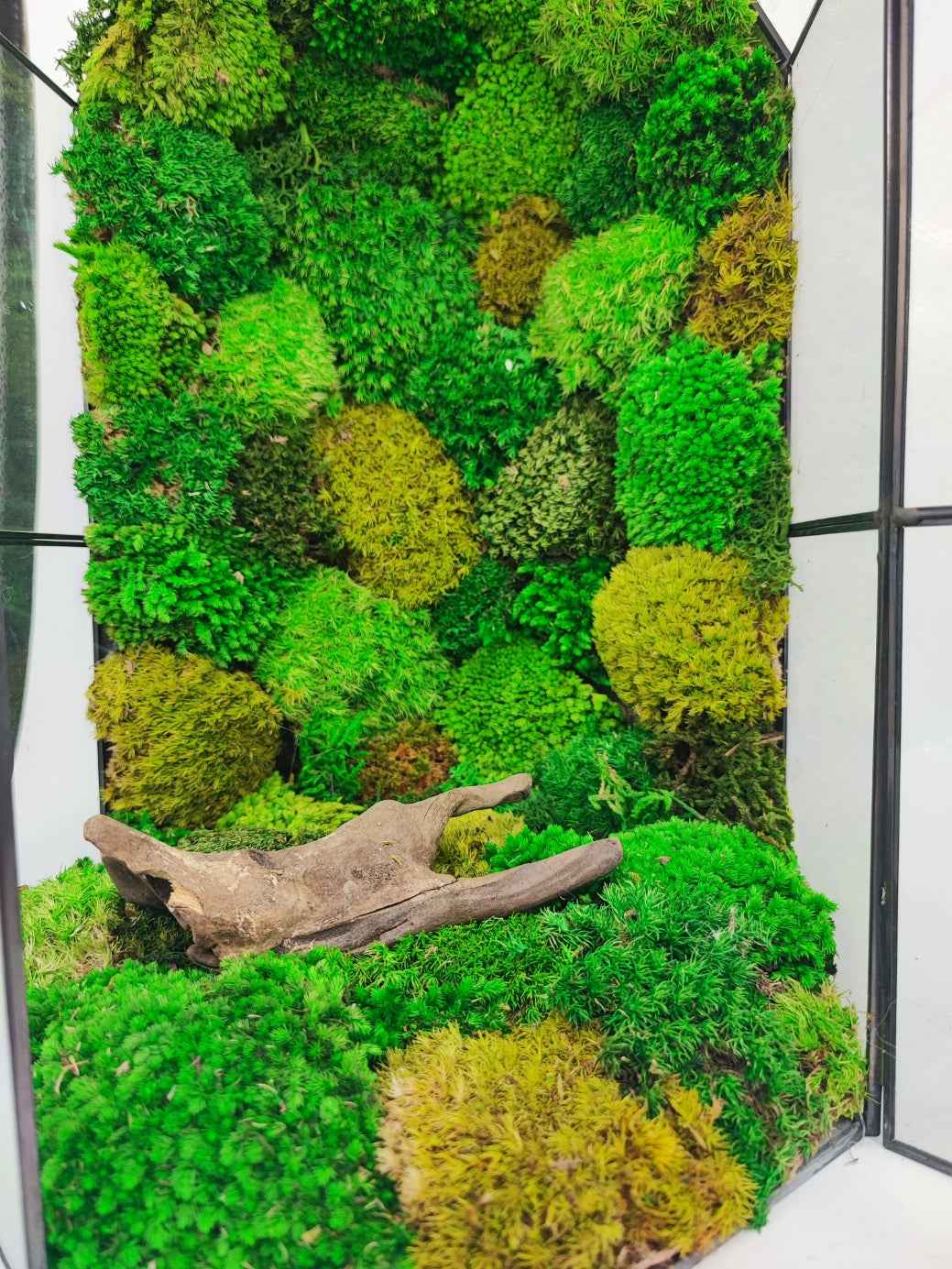 Terrarium Terranova con muschio stabilizzato