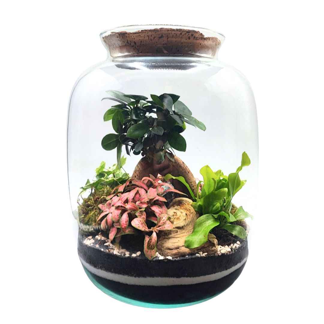 Terrarium Eli con piante verdi