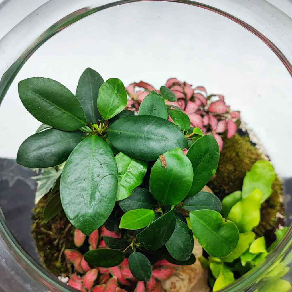 Terrarium Eli con piante verdi