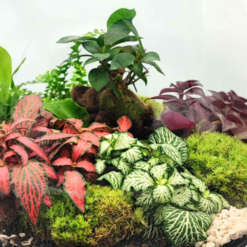 Terrarium Ines con piante verdi