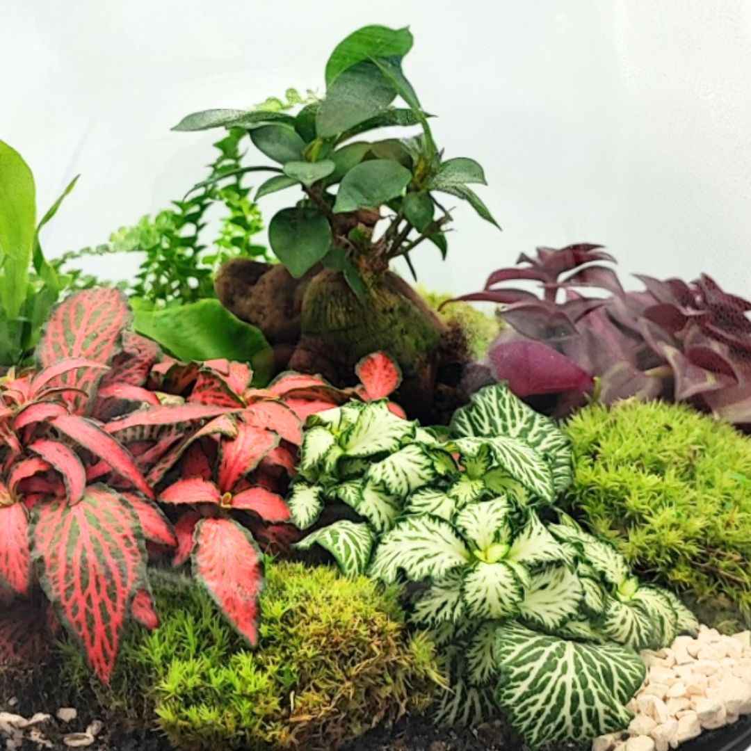 Terrarium Ines con piante verdi