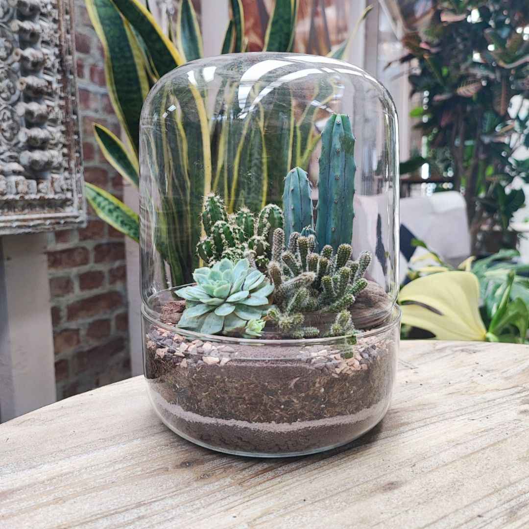 Terrarium Adele con piante grasse