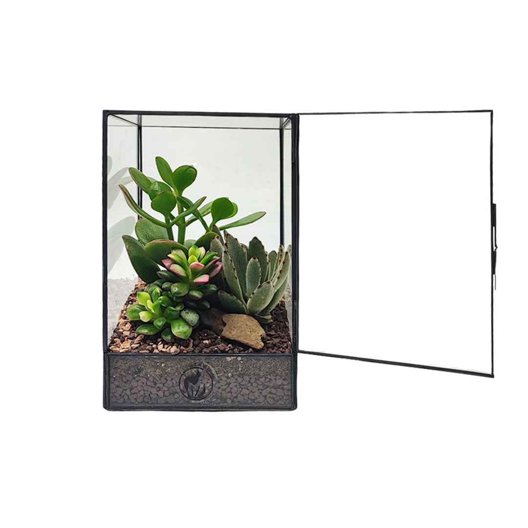 Terrarium geometrico Elisa con piante grasse