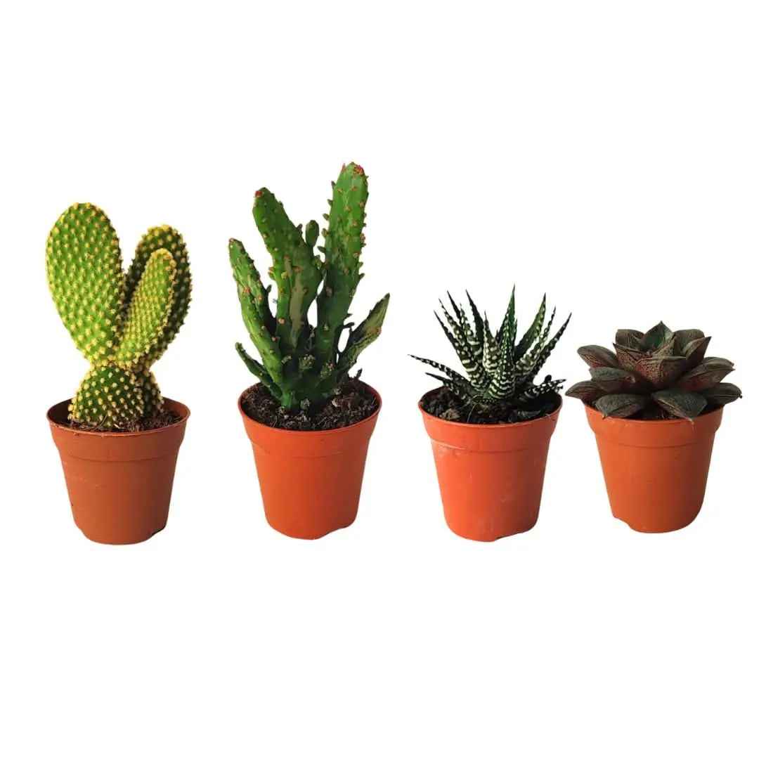 Kit piantine grasse per terrarium - Nootje store