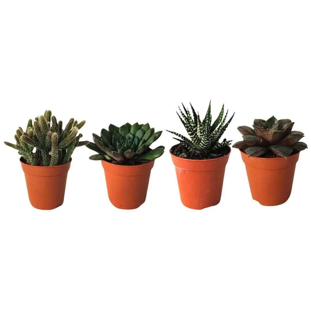 Kit piantine grasse per terrarium - Nootje store