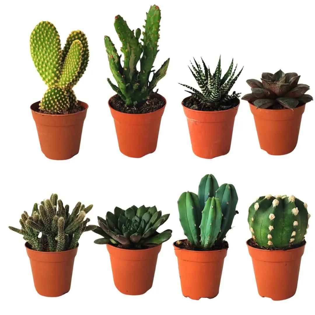 Kit piantine grasse per terrarium - Nootje store