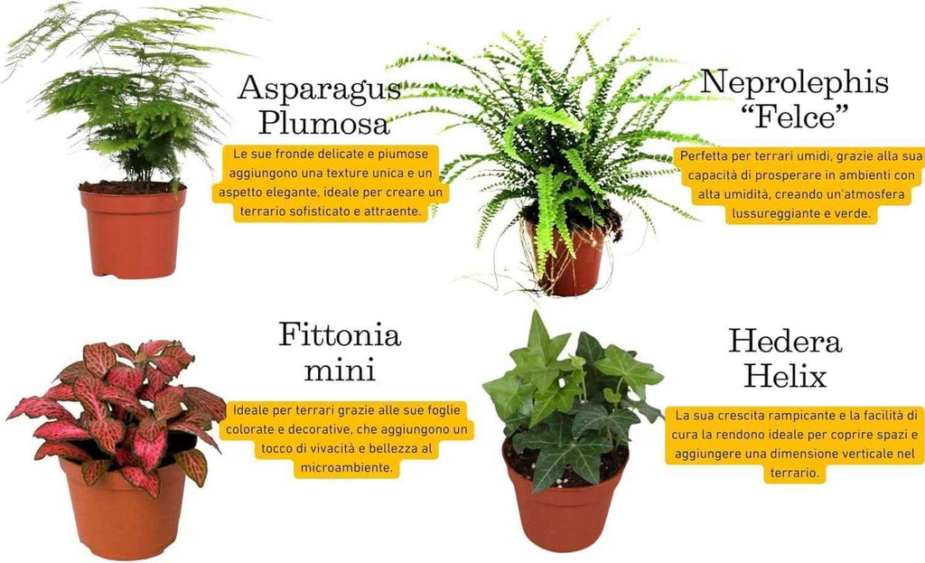 Kit terrarium geometrico fai da te con 4 piantine 2KITTERROM63 - Nootje store