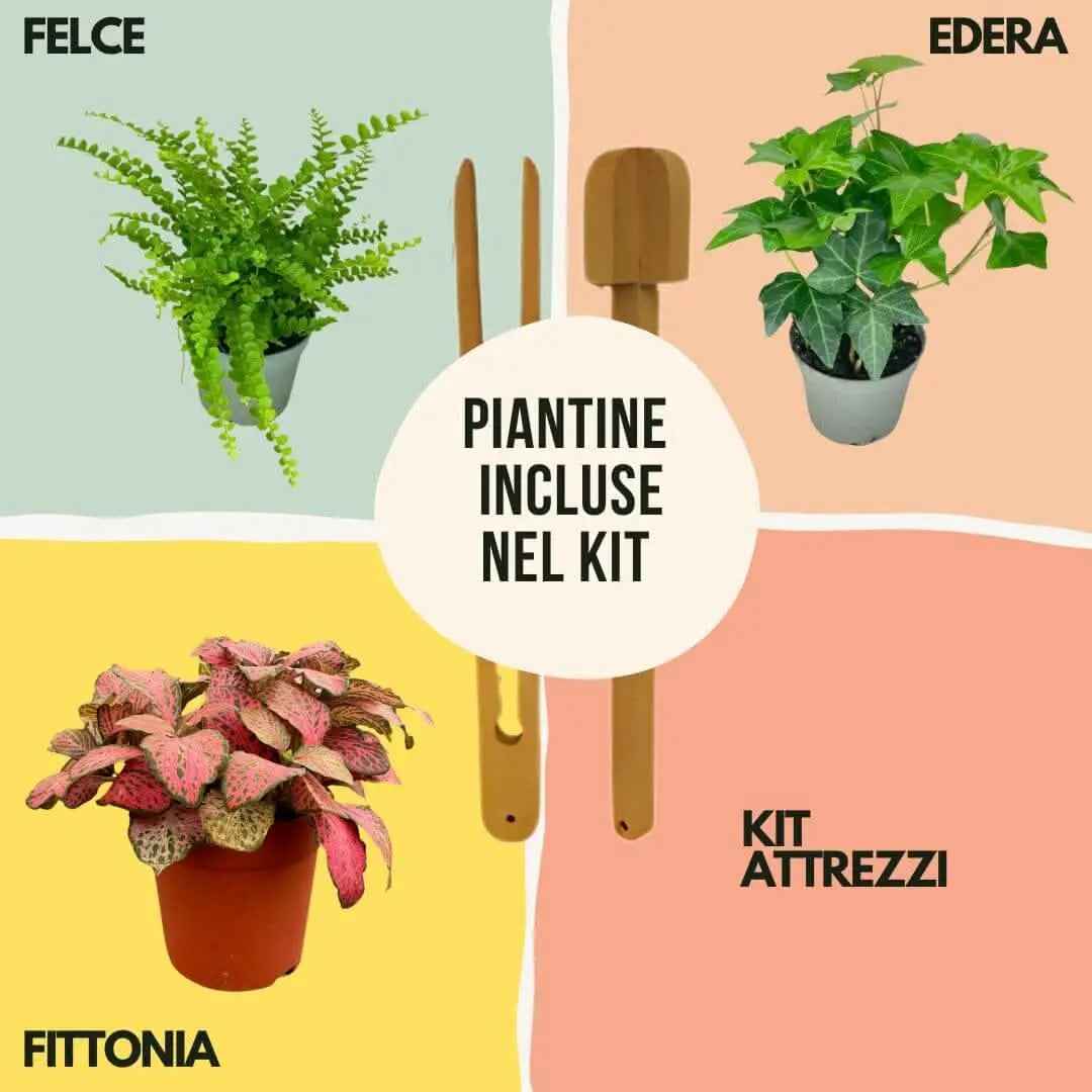 Kit Terrarium Geometrico Fai Da Te Monica | Crea il Tuo Giardino da Interno - Nootje store