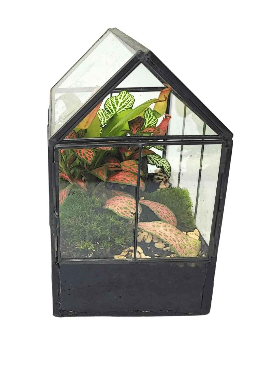 Kit Terrarium Geometrico Fai Da Te Monica | Crea il Tuo Giardino da Interno - Nootje store