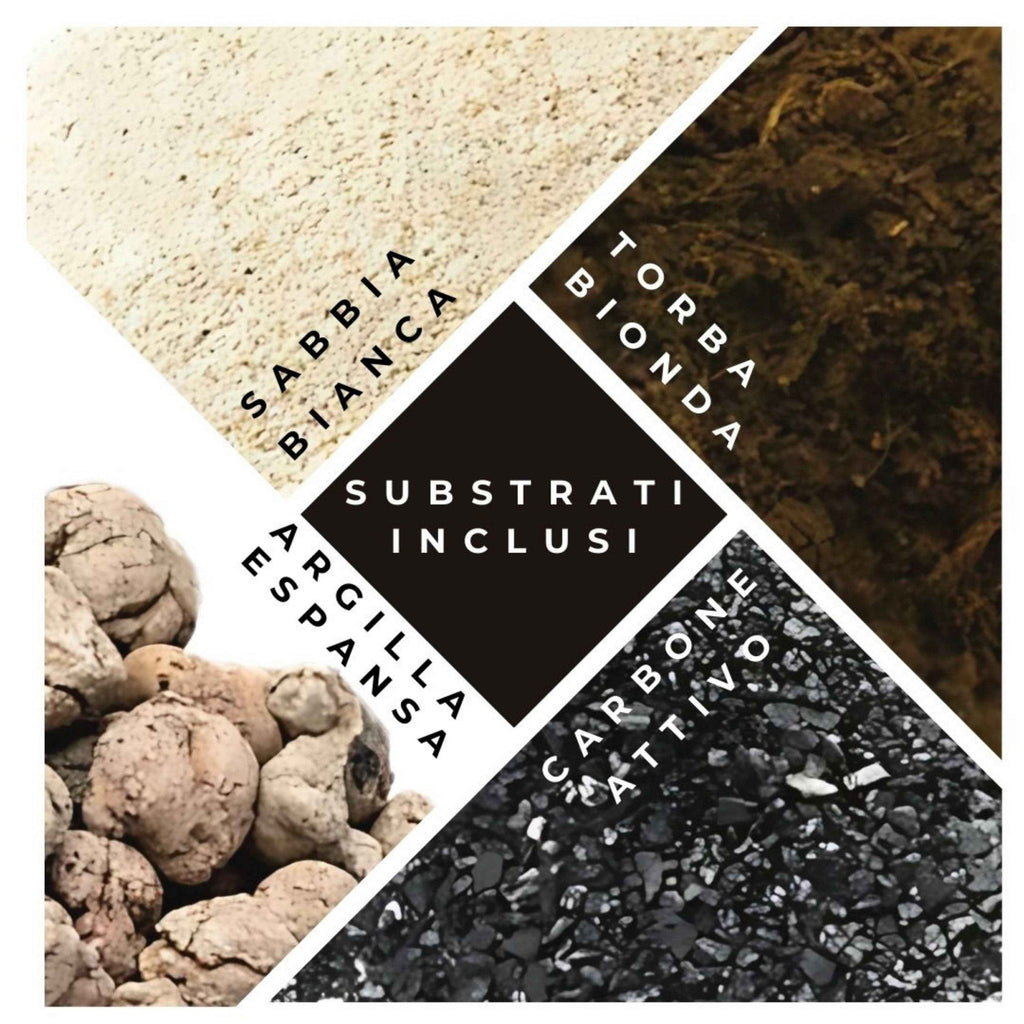 Kit Terrarium Lamparium Grande con piante verdi