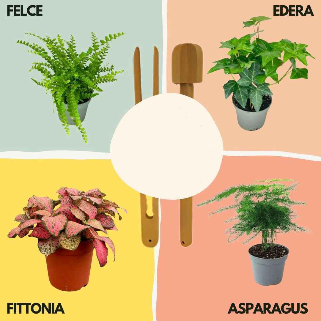 Kit Terrarium Lamparium Grande con piante verdi