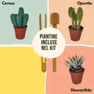 Kit Terrarium Lamparium Medio con piante grasse