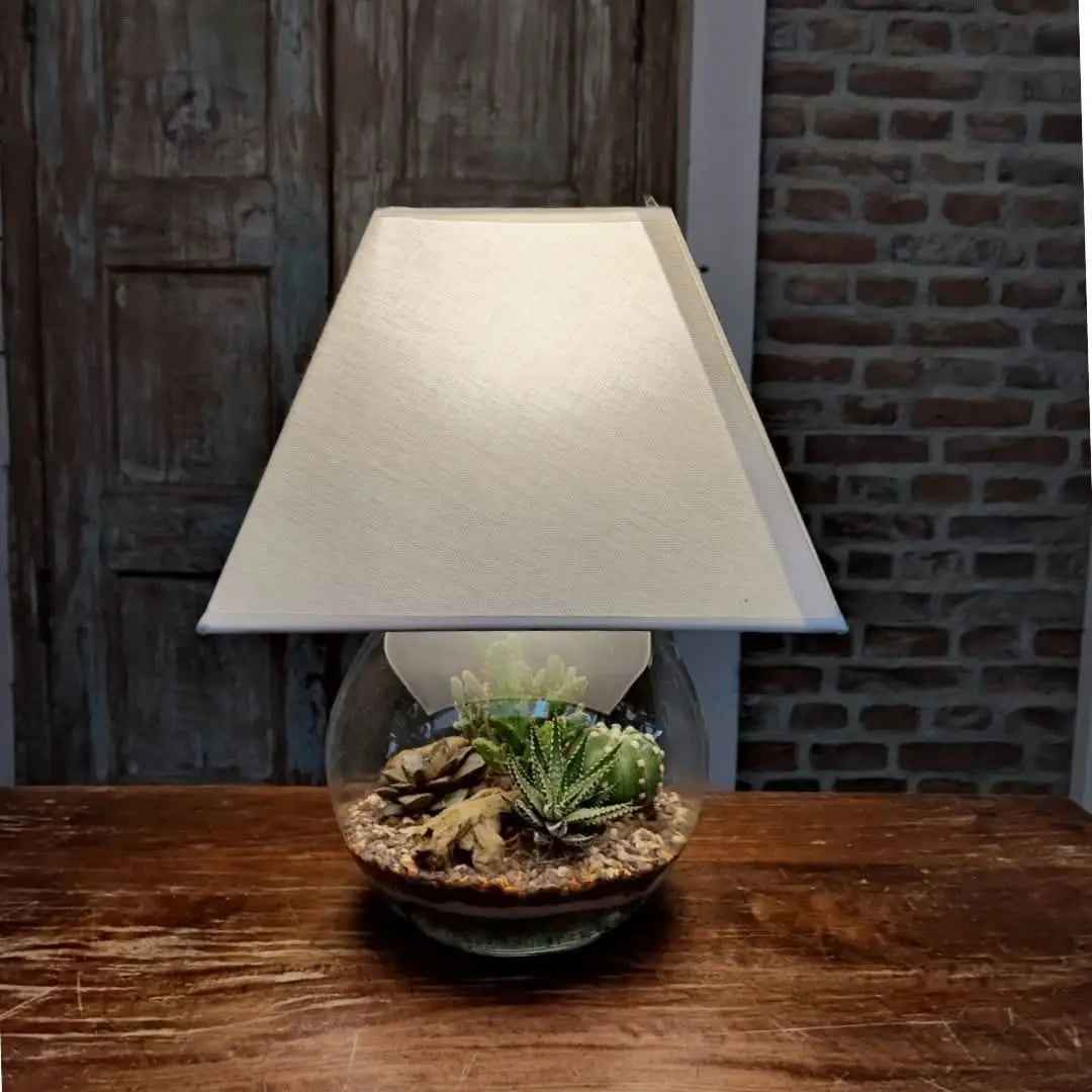 Kit Terrarium Lamparium Medio con piante grasse