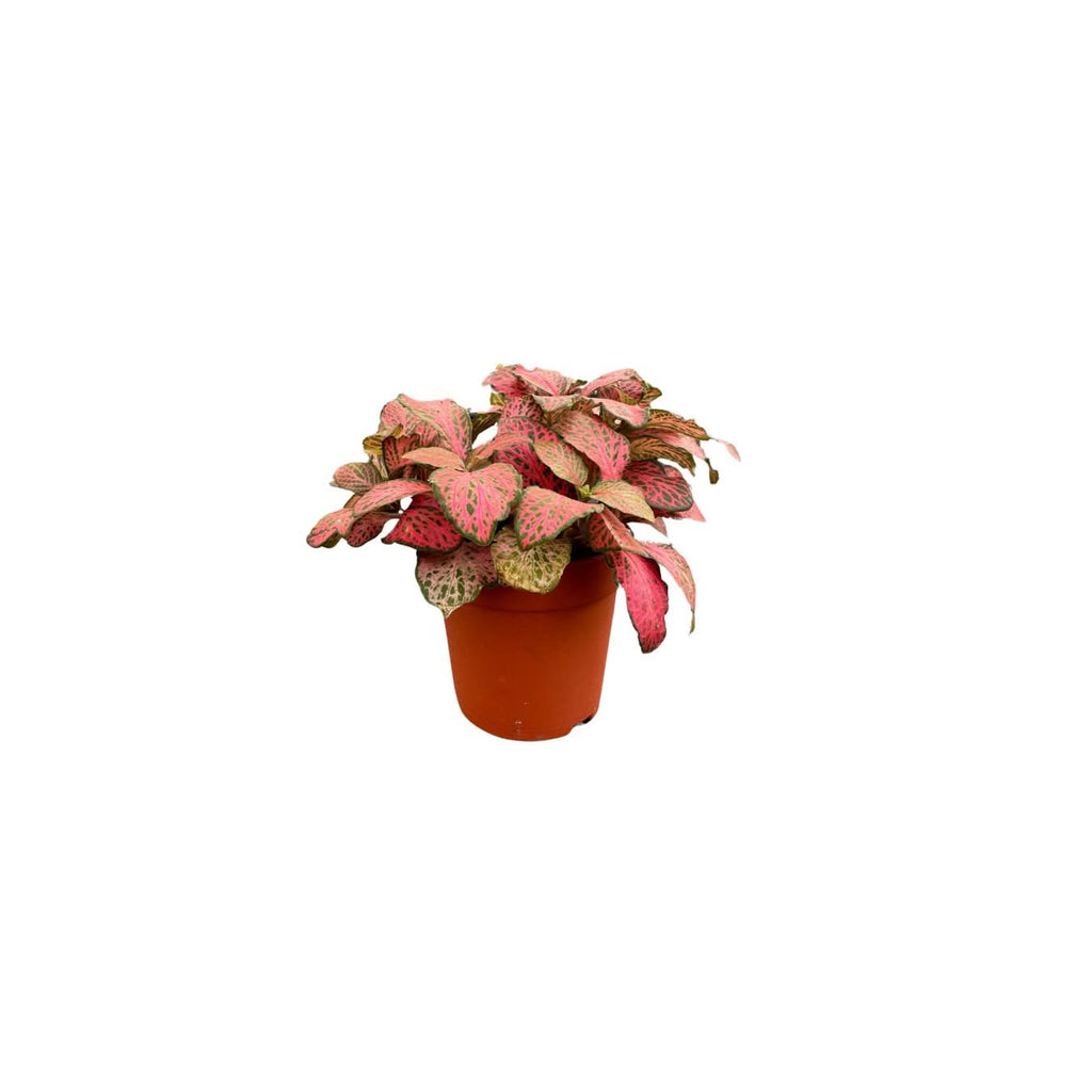 Set di 5 piantine per terrarium - Nootje store