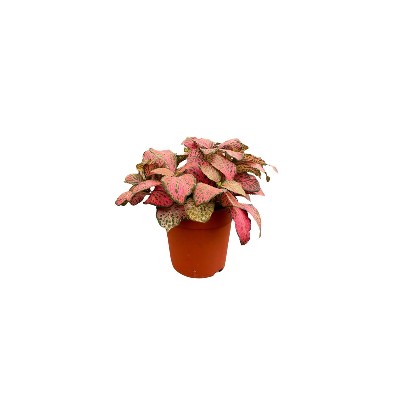 Set di 8 Piante Verdi Tropicali per Terrarium - Nootje store