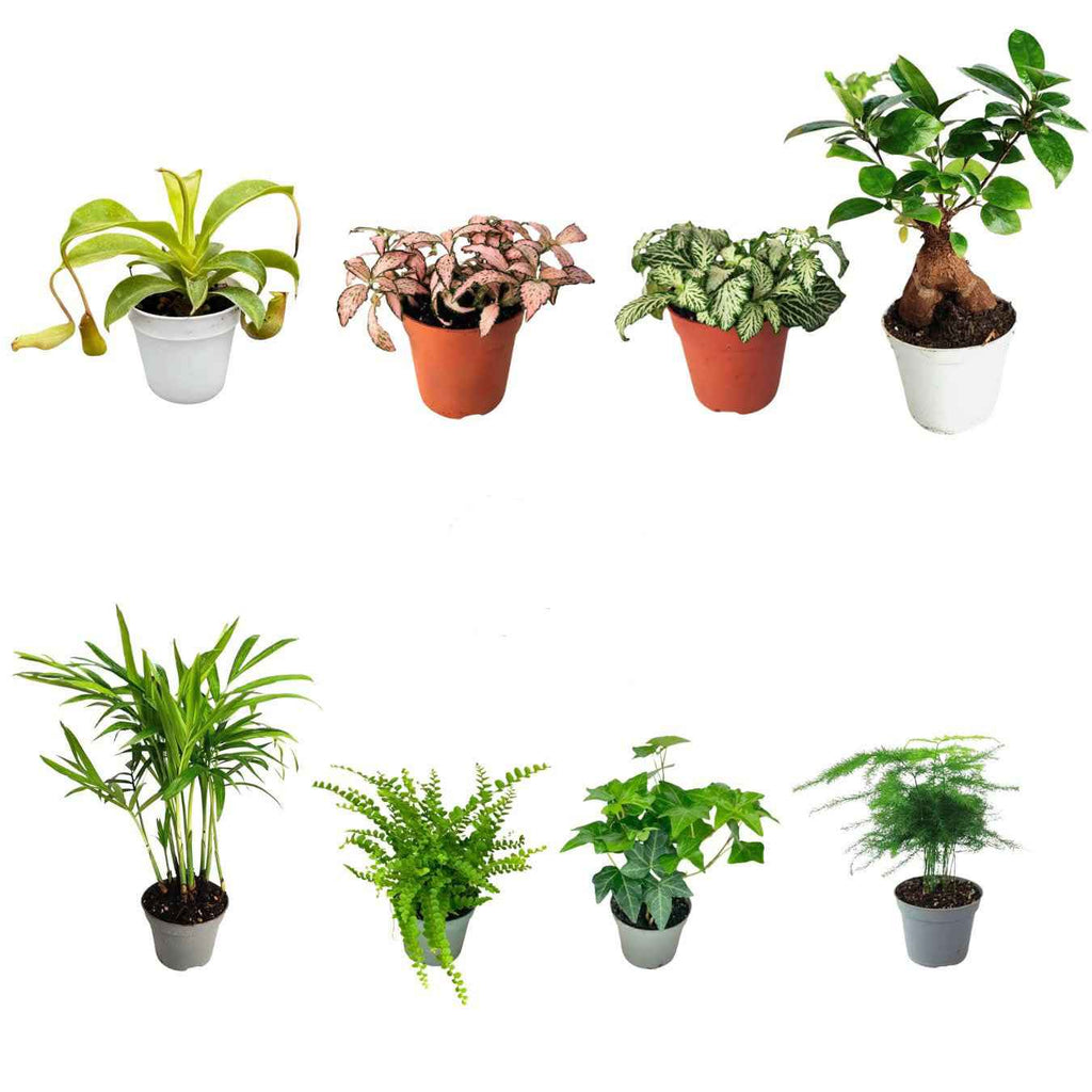 Set di 8 Piante Verdi Tropicali per Terrarium - Nootje store