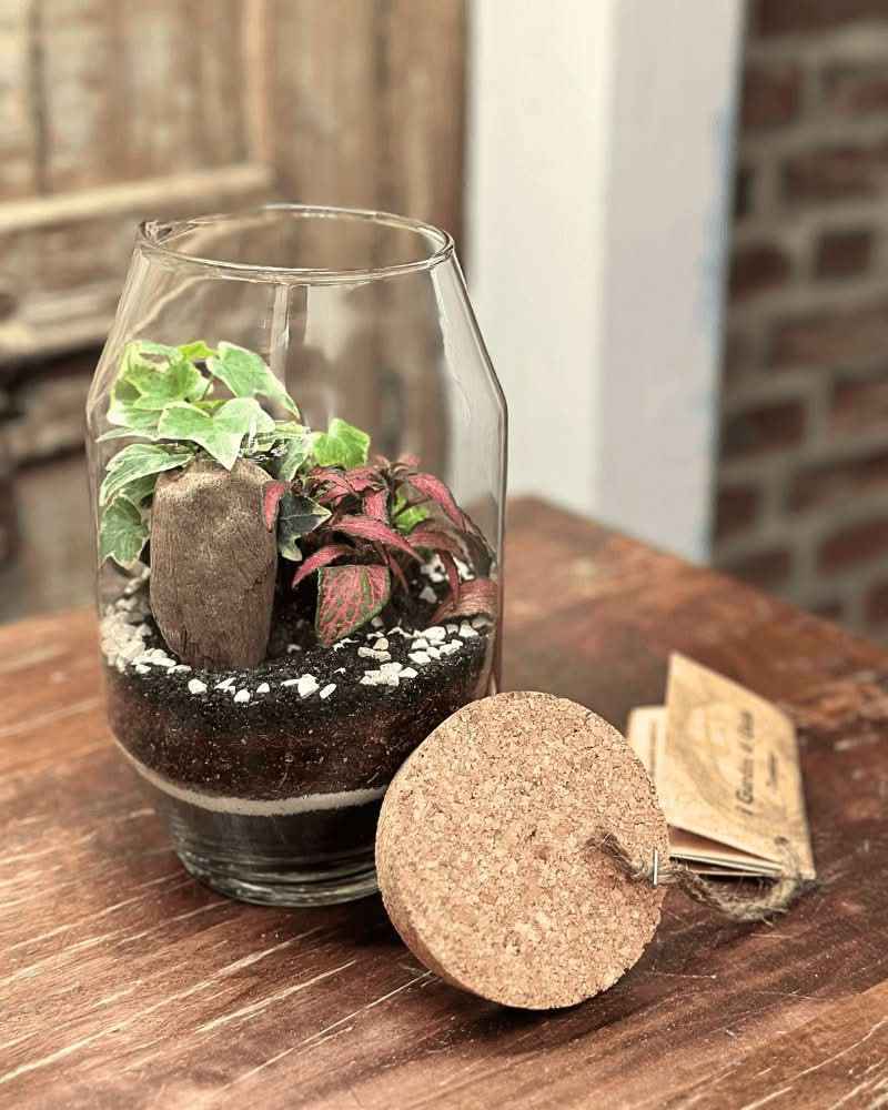 Terrarium Alessia 058 - Nootje store