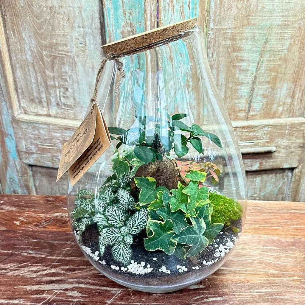Terrarium Coraline 002 - Nootje store