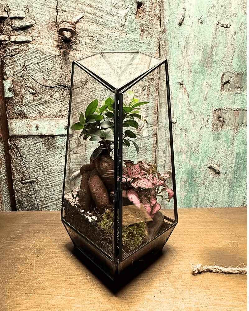 Terrarium Diamante 068V - Nootje store
