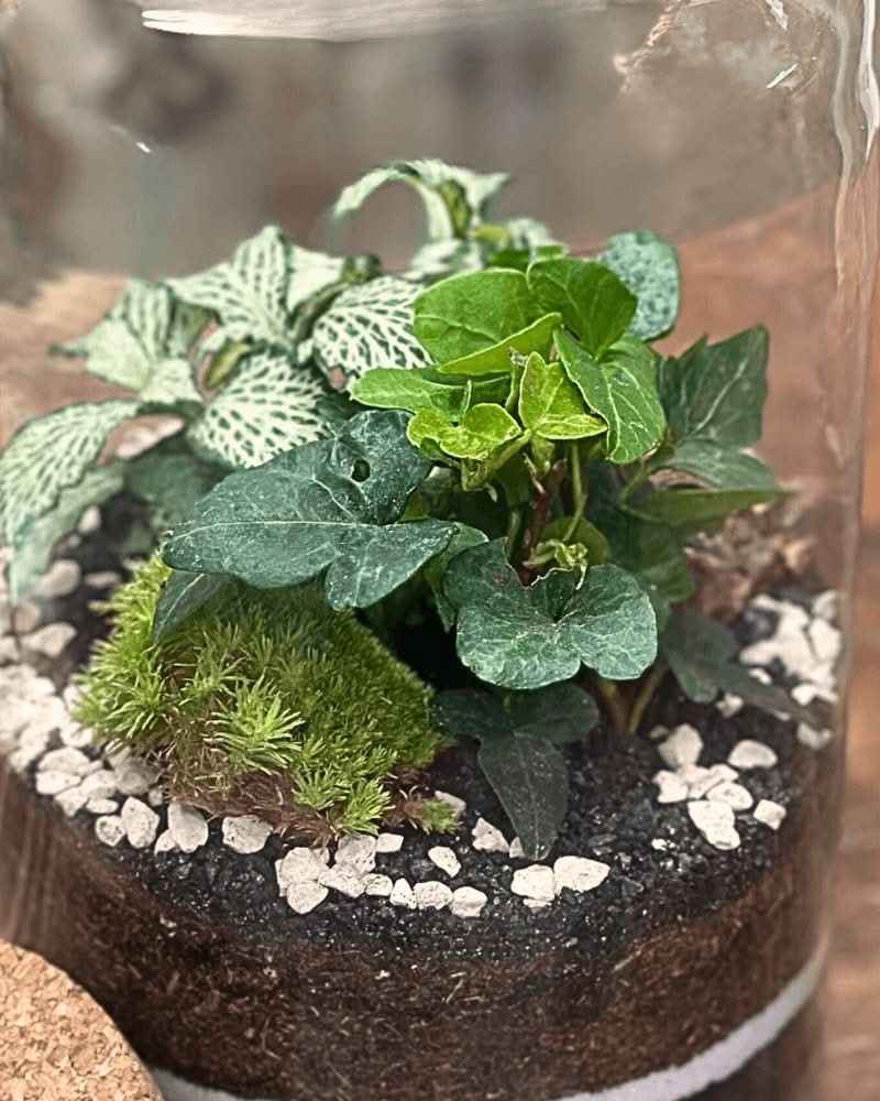 Terrarium Esotico Mini Giardino 015A - Nootje store