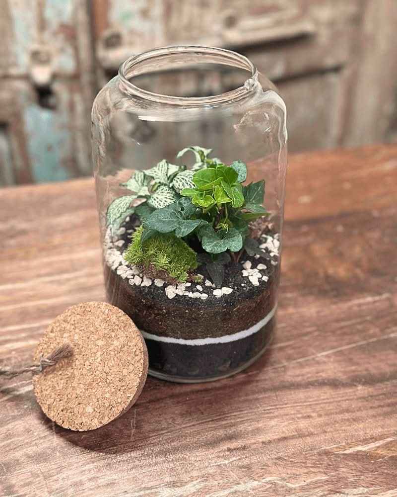 Terrarium Esotico Mini Giardino 015A - Nootje store