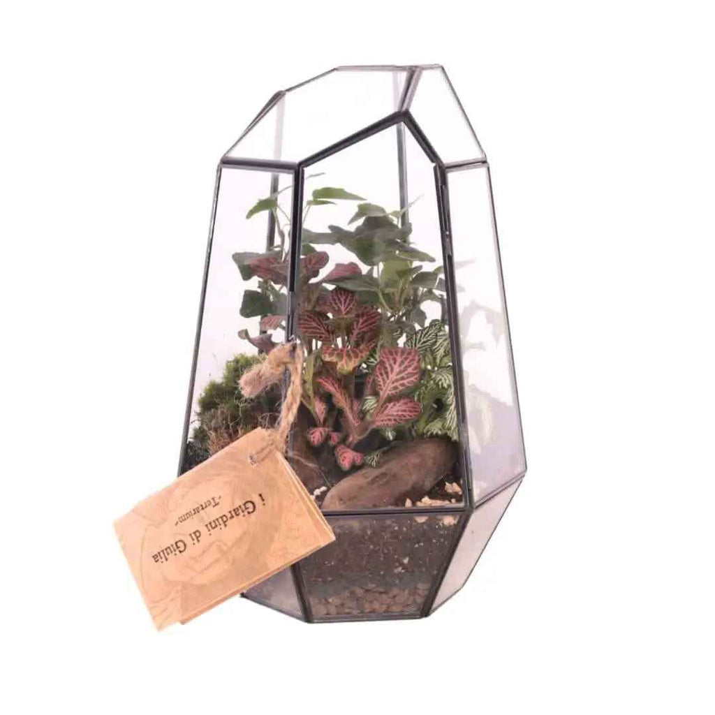 Terrarium Florine 067V - Nootje store
