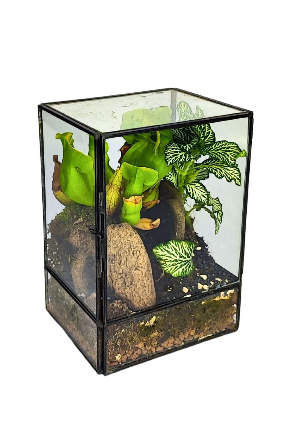 Terrarium geometrico Angolo Verde 2TR075 - Nootje store