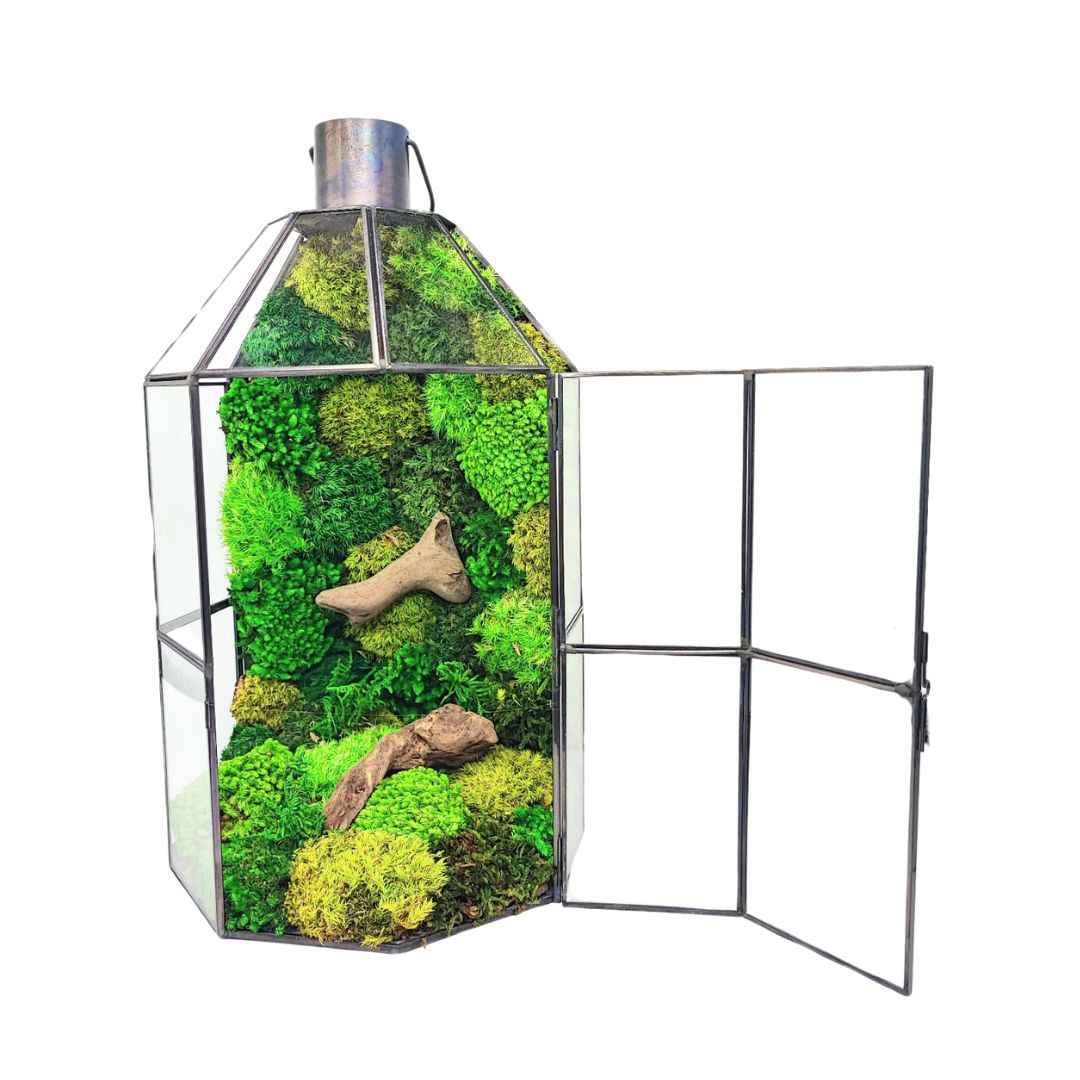 Terrarium Lanterna Verde geometrico con muschio stabilizzato