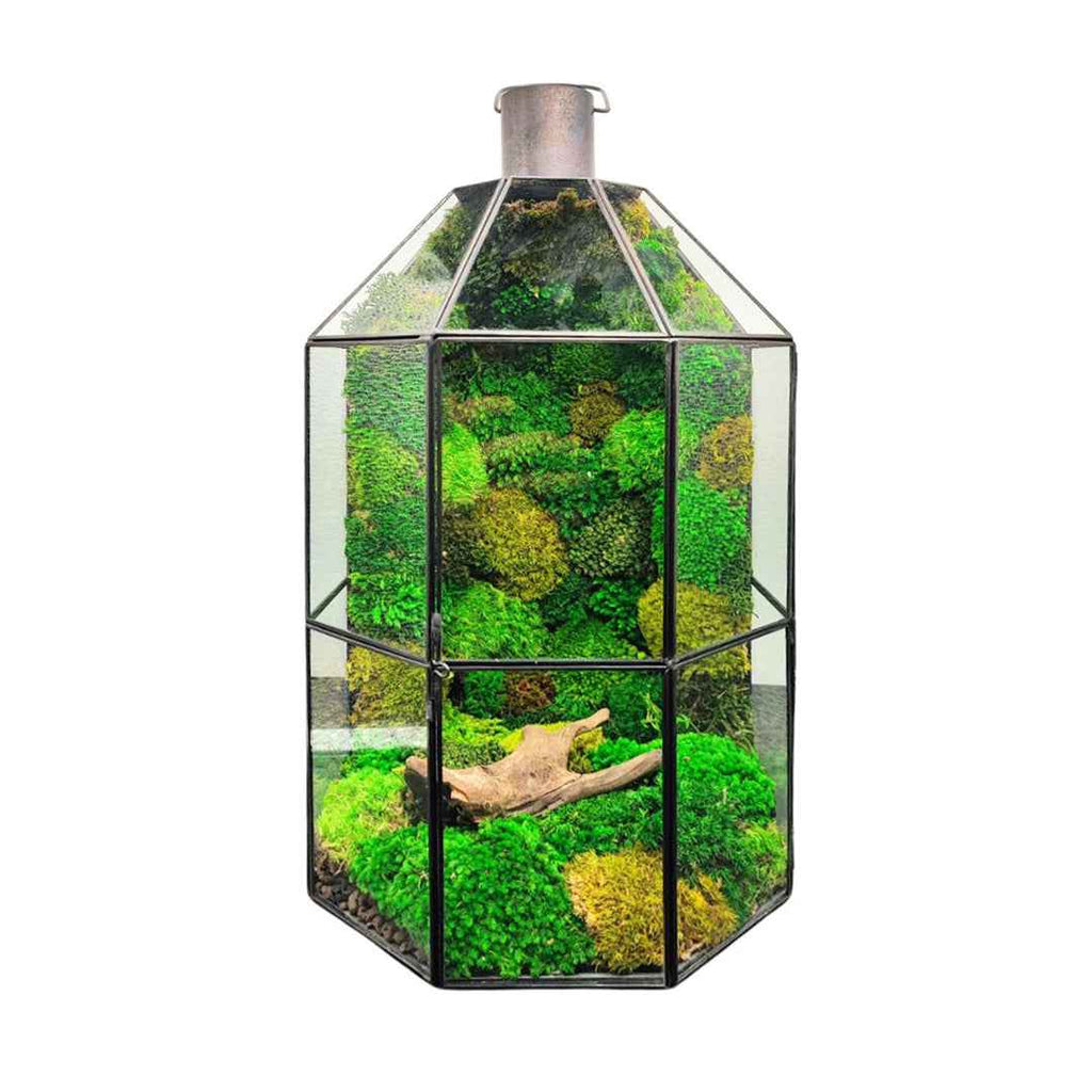 Terrarium Terranova con muschio stabilizzato