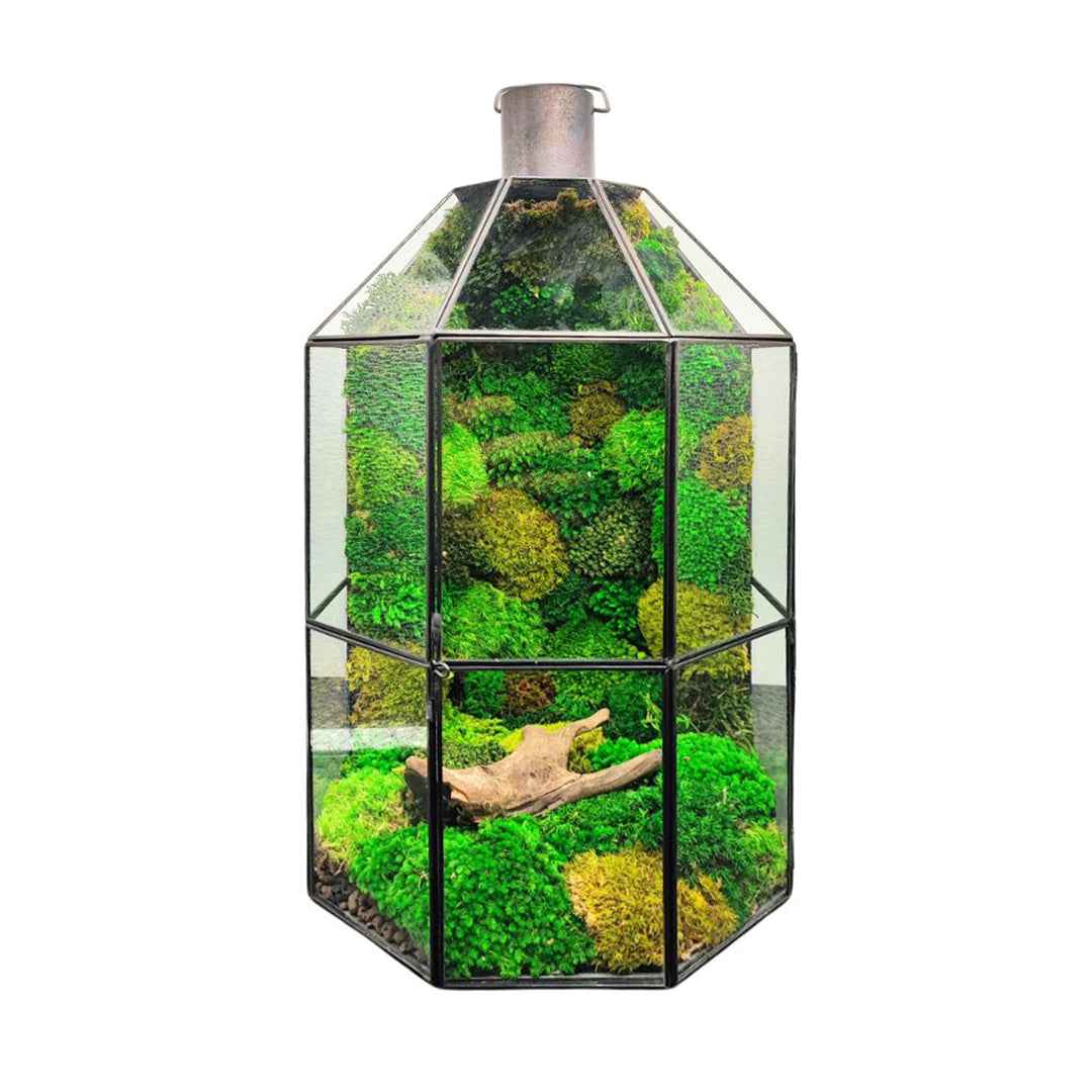 Terrarium Terranova con muschio stabilizzato
