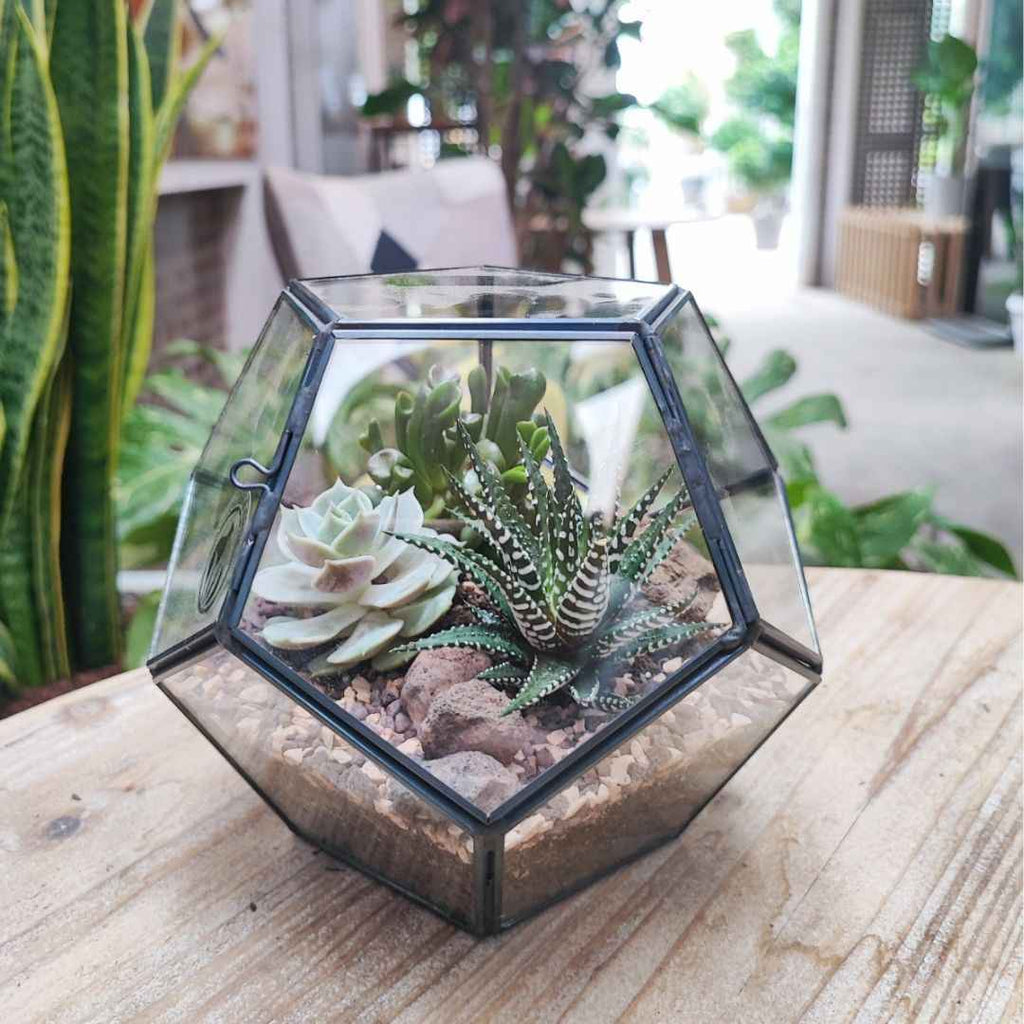 Terrarium geometrico Zoe con piante grasse
