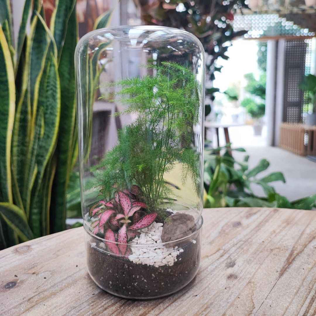Terrarium Téa con piante verdi