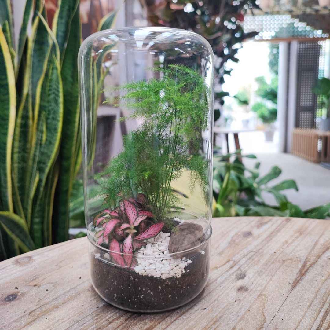 Terrarium Téa con piante verdi